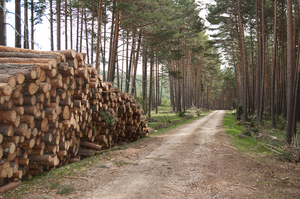 madera